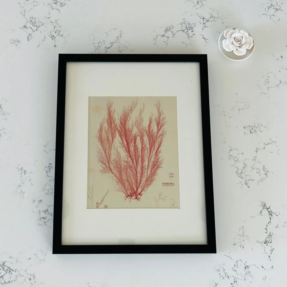 IKEA Minimalist Coral Wall Decor